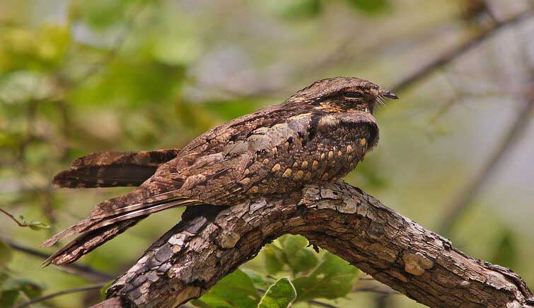 Bassi Wildlife Sanctuary