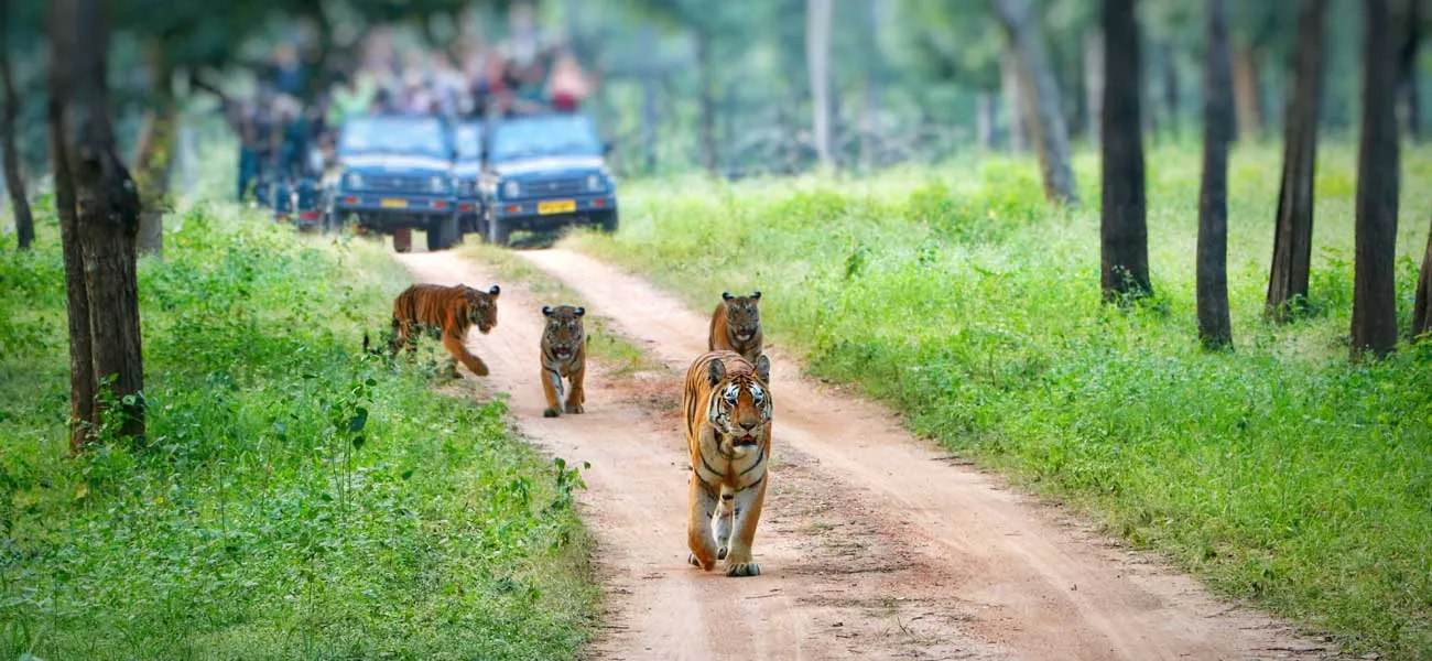 Ranthambore National Park